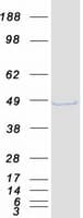Human TDP-43 / TARDBP Protein (Recombinant Myc-DDK (Flag))