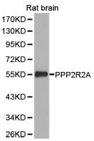 PPP2R2A Antibody
