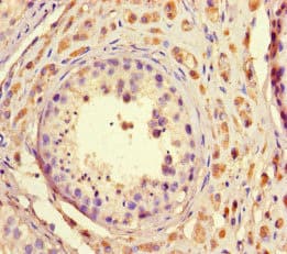 TAF2 Antibody