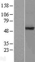 TMUB1 Protein (Over-Expression Lysate Myc-DDK (Flag))