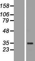 POU5F1 / OCT4 Protein (Over-Expression Lysate Myc-DDK (Flag))