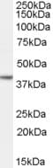 NANOG Antibody (aa144-157)