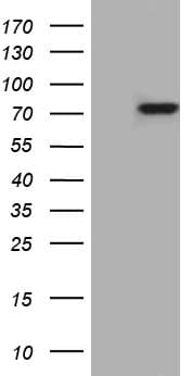 PTCD3 Antibody (aa1-275, clone OTI1A8)