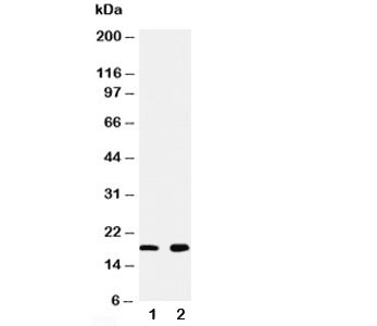 Polyclonal Rabbit anti-Rat Ly6al Antibody (WB)