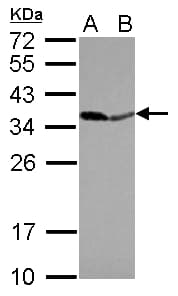 PPA1 Antibody