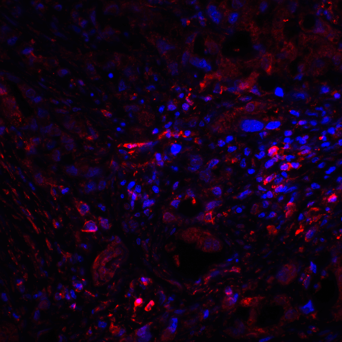 CTLA4 / CD152 Antibody (clone 2G10)