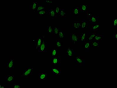 HIST1H3A Antibody
