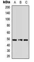 ADRA2A Antibody (Internal)