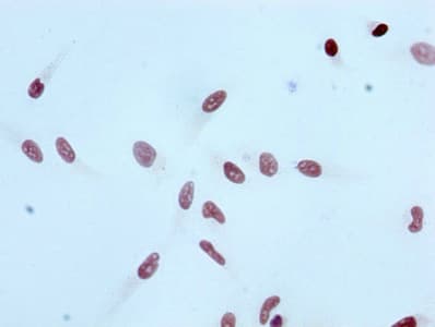 HIST1H3A Antibody