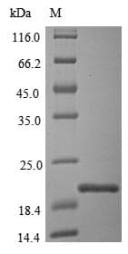 Acinetobacter calcoaceticus catA Protein (Recombinant 10His-SUMO, N-terminus + Myc, C-terminus)