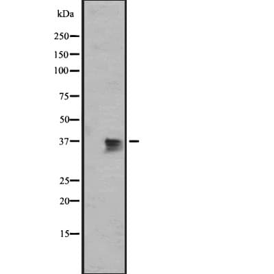 Polyclonal Rabbit anti-Human BUB3 Antibody (IF, WB)