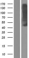 OPRM1 / Mu Opioid Receptor Protein (Over-Expression Lysate Myc-DDK (Flag))