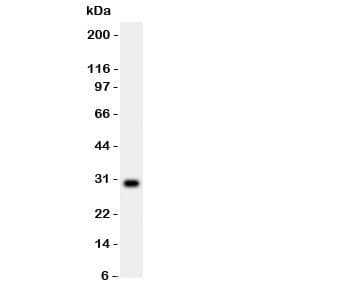 Polyclonal Rabbit anti-Human MMP7 / Matrilysin Antibody (aa1-267, IHC, WB)
