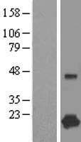 CPLX1 / Complexin 1 Protein (Over-Expression Lysate Myc-DDK (Flag))