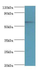MKS1 Antibody (aa150-300)