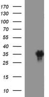 EPCAM Antibody (clone OTI1C1)