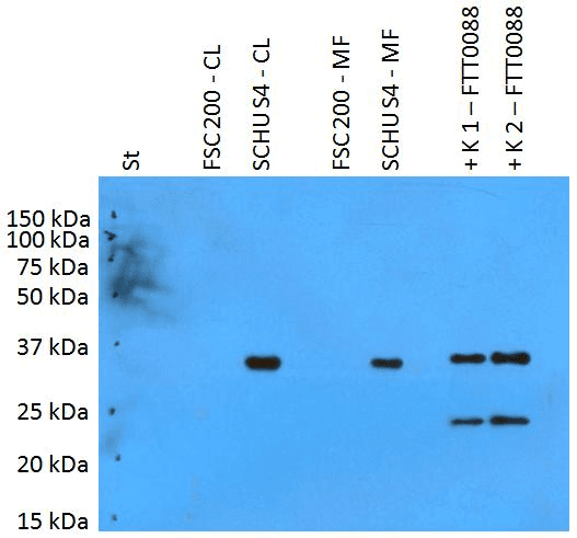 Francisella tularensis PilT Antibody (clone Polyclonal)