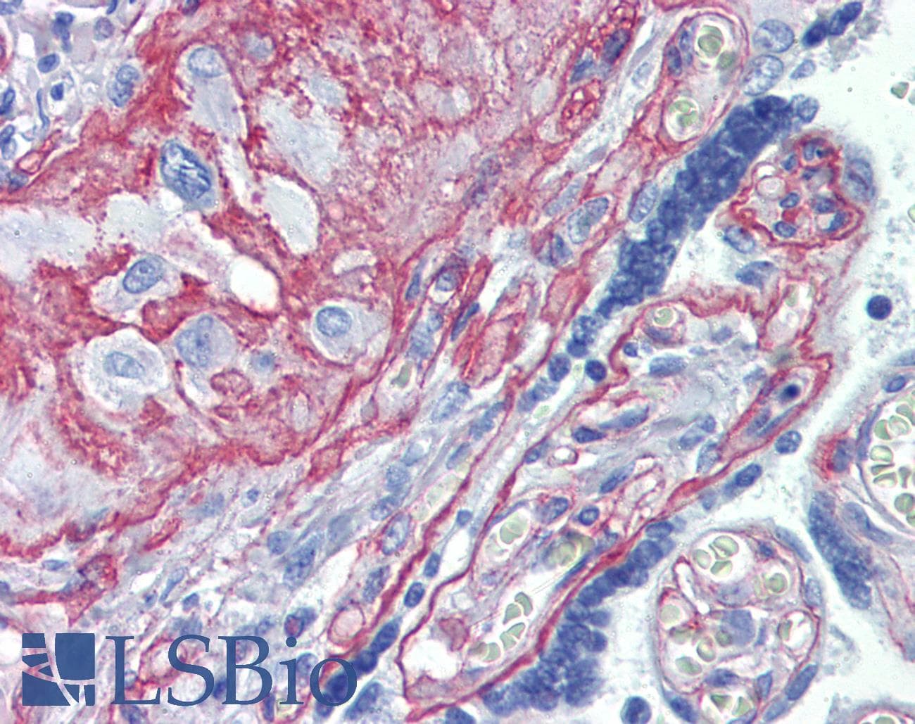 IHC-plus™ Collagen IV Antibody