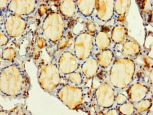 Polyclonal Rabbit anti-Human PITPNC1 Antibody