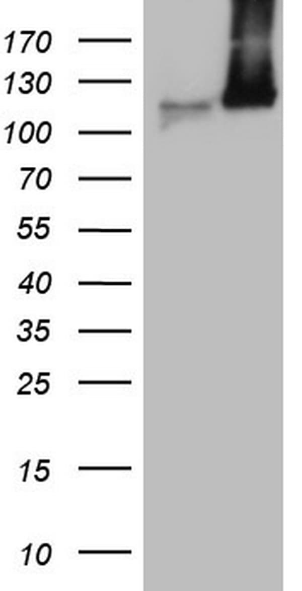 MCM2 Antibody (clone OTI1G10, Carrier-free)