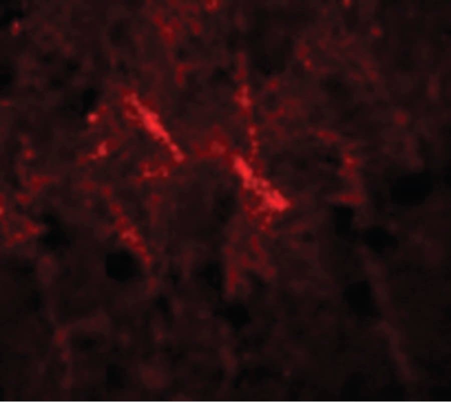 SIPA1 Antibody