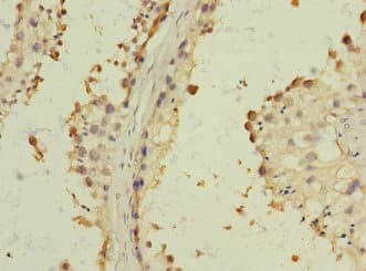 CD157 Antibody