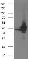ATG3 Antibody (clone OTI3H1, Carrier-free)