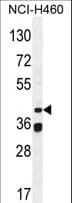 BSCL2 Antibody (aa78-107)