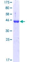 Human MAX Protein (Recombinant GST)