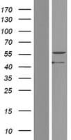 PAOX / PAO Protein (Over-Expression Lysate Myc-DDK (Flag))