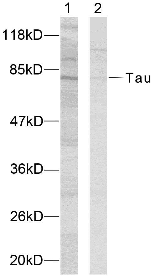 Polyclonal Rabbit anti-Human MAPT / Tau Antibody (p235, WB)