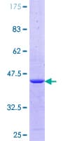 Human NONO / P54NRB Protein (Recombinant GST, N-terminus)