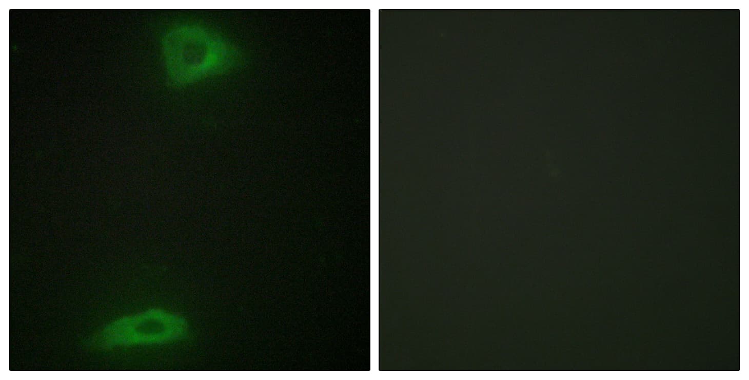 ERGIC3 Antibody (aa321-370)