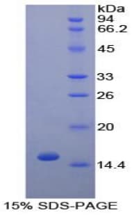 Dog LTA / TNF Beta Protein (Recombinant His)