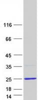 Human HMGIY / HMGA1 Protein (Recombinant Myc-DDK (Flag))