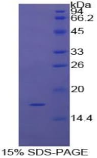 Bovine PTN / Pleiotrophin Protein (Recombinant His)