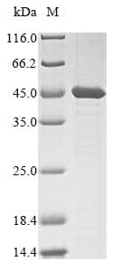 Mouse BCAT2 Protein (Recombinant 10His, N-terminus + Myc, C-terminus)