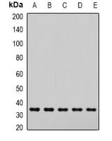 Polyclonal Rabbit anti-Human Alpha SNAP Antibody (WB)