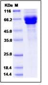 Human IL12A + IL27B Heterodimer Protein (Recombinant Human IgG1 Fc-His, C-terminus)