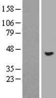 POMK / SGK196 Protein (Over-Expression Lysate Myc-DDK (Flag))