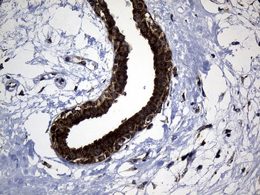 KIAA1970 / EARS2 Antibody (clone OTI2C1)