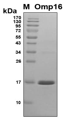 Brucella abortus omp16 Protein (Recombinant 6His, N-terminus)