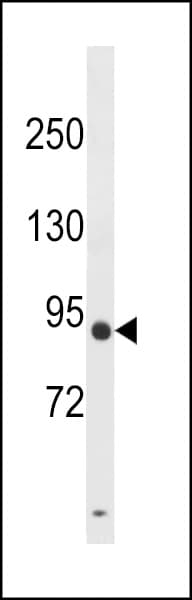 DPY19L3 Antibody (aa1-30)