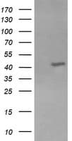 KCNAB1 Antibody (clone OTI2F1)