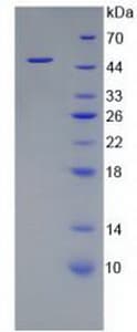 Mouse APOE / Apolipoprotein E (Recombinant GST-6His, N-terminus)