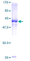 Human MCTP2 Protein (Recombinant GST)