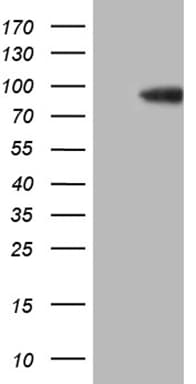 SEC23B Antibody (aa392-641, clone OTI8G4)