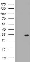 RYBP Antibody (clone OTI7D1)
