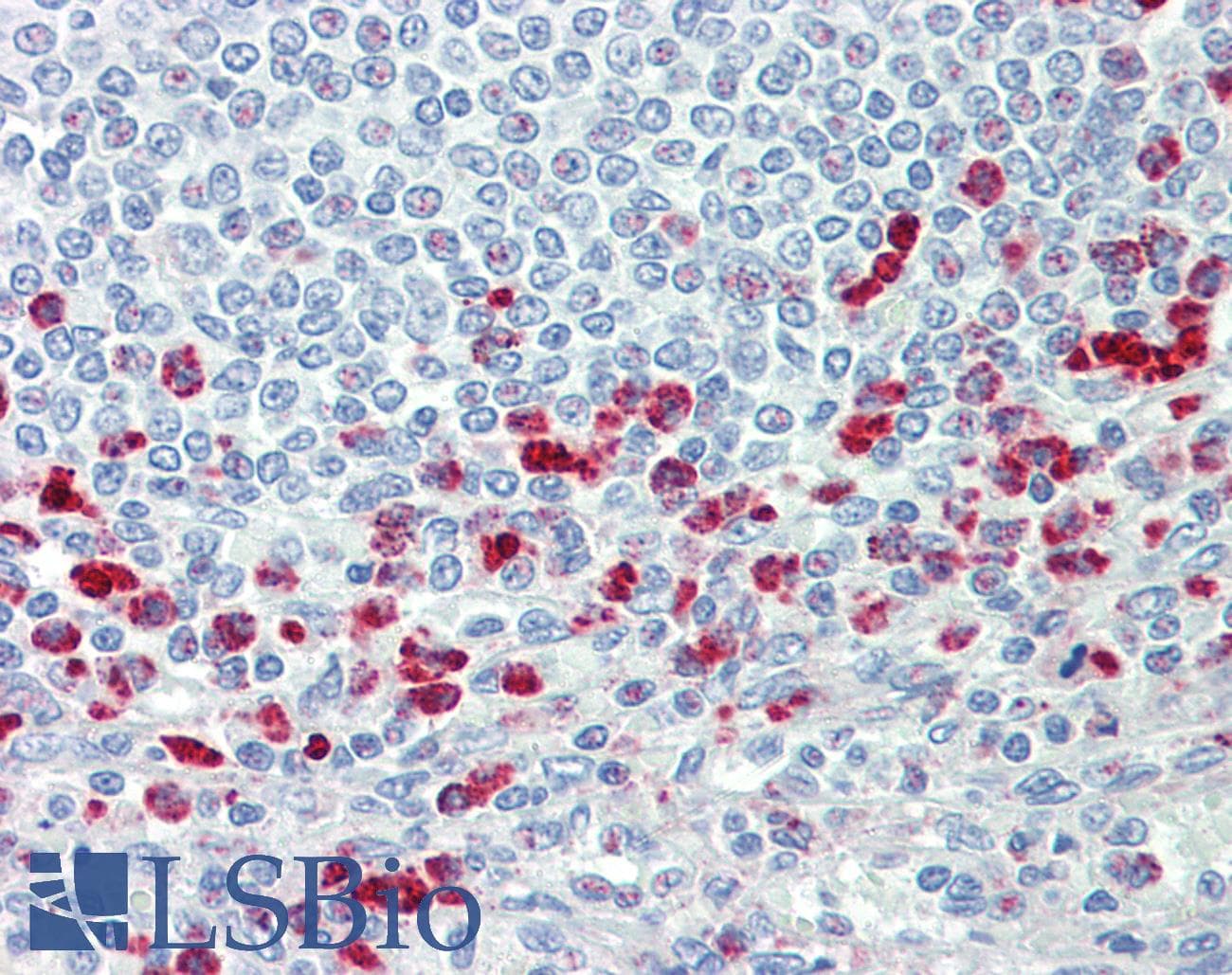 IHC-plus™ CD63 Antibody (aa163-190)
