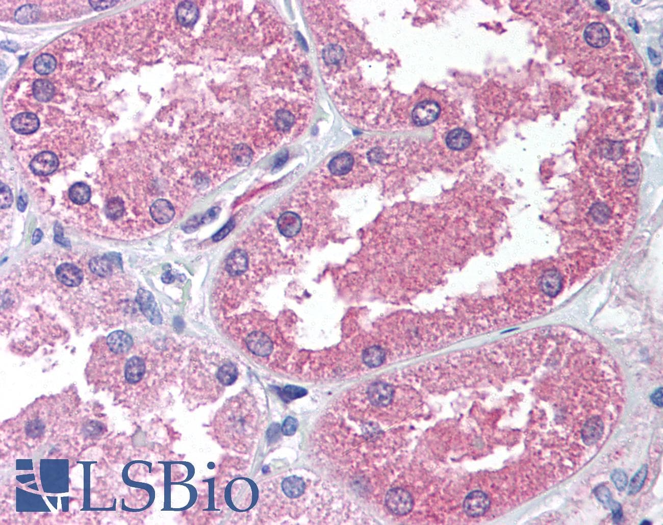 IHC-plus™ KATII / AADAT Antibody (N-Terminus)
